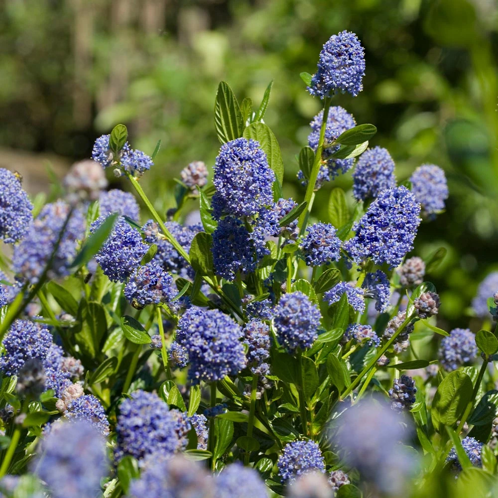 Skylark California Lilac 3 Skylark California Lilac - Image 3