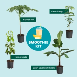 Papaya Tree 15 Papaya Tree -Flowering Trees Sales Smoothie Kit Graphic 11ae7b3b 499b 4165 a9bd 09be178c93af
