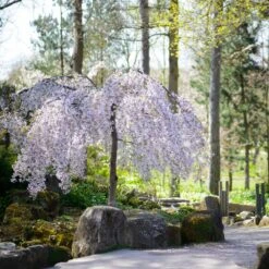 Snow Fountains® Weeping Cherry Tree -Flowering Trees Sales Snow Fountains Weeping Cherry 8