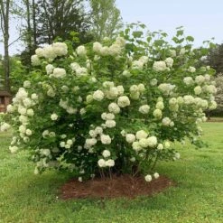 Snowball Bush -Flowering Trees Sales Snowball Viburnum 2 FGT