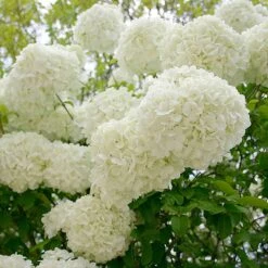 Snowball Bush -Flowering Trees Sales Snowball Viburnum 3 FGT
