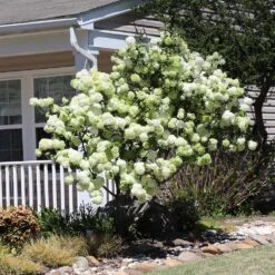 Snowball Bush -Flowering Trees Sales Snowball Viburnum 4 FGT