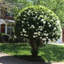 Snowball Bush -Flowering Trees Sales Snowball Viburnum 7 FGT