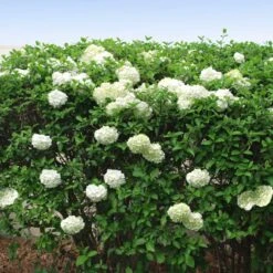 Snowball Bush -Flowering Trees Sales Snowball Viburnum FGT