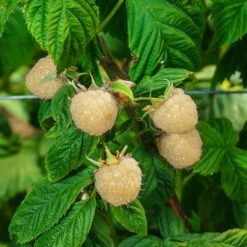 Snowbank White Blackberry Bush 6 Snowbank White Blackberry Bush -Flowering Trees Sales Snowbank Blackberry 3