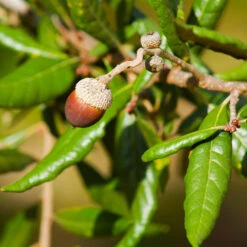 Live Oak Tree -Flowering Trees Sales Southern Live Oak FGT 1