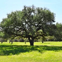 Live Oak Tree -Flowering Trees Sales Southern Live Oak FGT 3