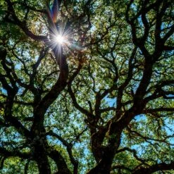 Live Oak Tree -Flowering Trees Sales Southern Live Oak FGT 4