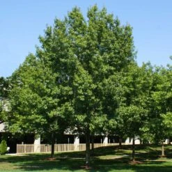Southern Red Oak Tree -Flowering Trees Sales Southern Red Oak 2