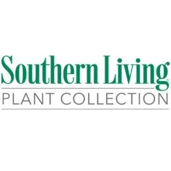 Purple Daydream® Dwarf Loropetalum -Flowering Trees Sales Southn Living 1000x1000 332b655e 76b7 4653 93b7 9ebbd0ebc684