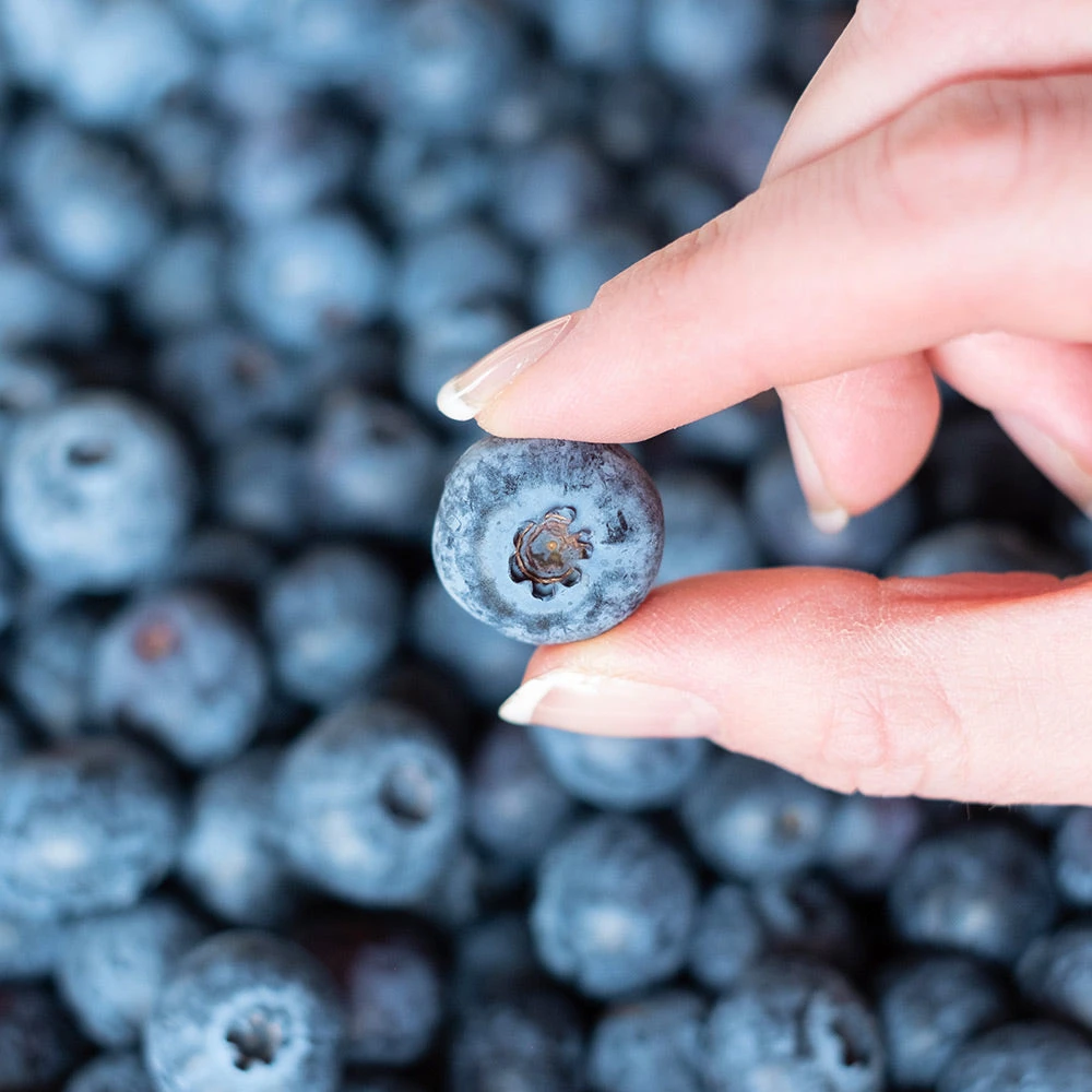 Spartan Blueberry Bush 4 Spartan Blueberry Bush - Image 4