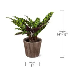 Calathea Rattlesnake With Decorative Pot 15 Calathea Rattlesnake With Decorative Pot -Flowering Trees Sales Specs