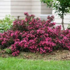 Spilled Wine® Weigela Shrub -Flowering Trees Sales Spilled Wine Weigela 1 FGT