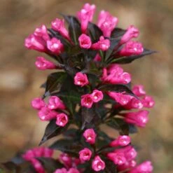 Spilled Wine® Weigela Shrub -Flowering Trees Sales Spilled Wine Weigela 4 FGT