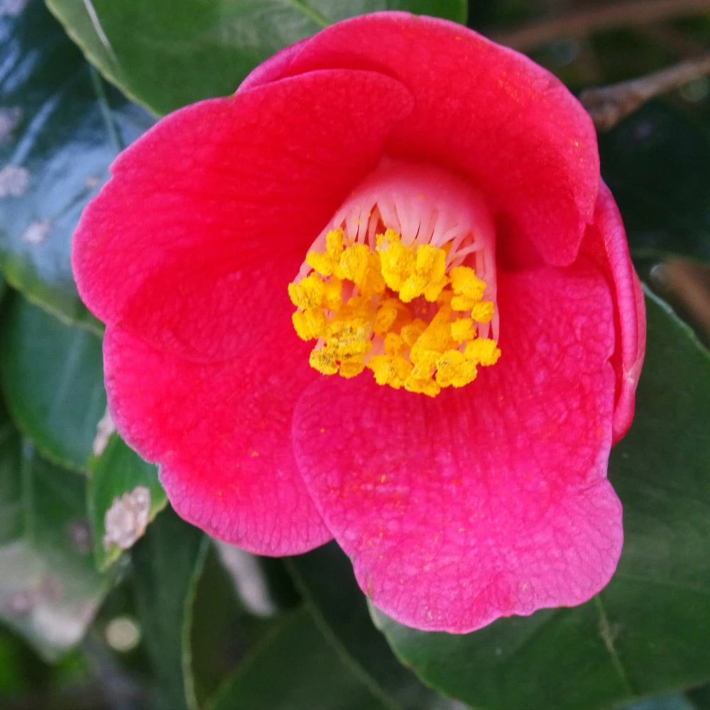 Spring's Promise Camellia Shrub 3 Spring's Promise Camellia Shrub - Image 3
