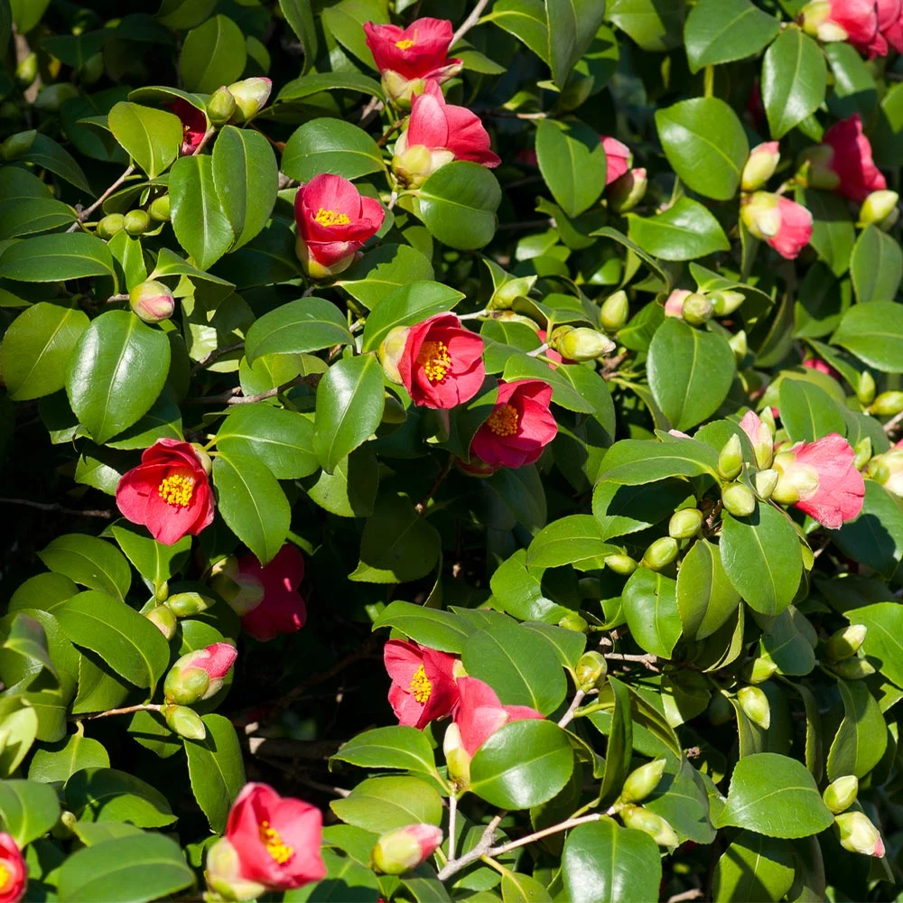 Spring's Promise Camellia Shrub 2 Spring's Promise Camellia Shrub - Image 2