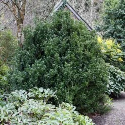 Steeds Japanese Holly Shrub -Flowering Trees Sales Steeds Holly 1