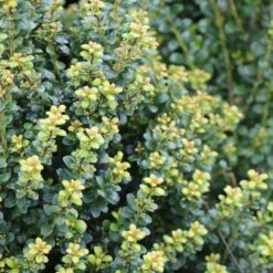 Steeds Japanese Holly Shrub -Flowering Trees Sales Steeds Holly 2