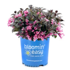 Stunner® Weigela 7 Stunner® Weigela -Flowering Trees Sales Stunner weigela 3
