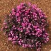 Stunner® Weigela