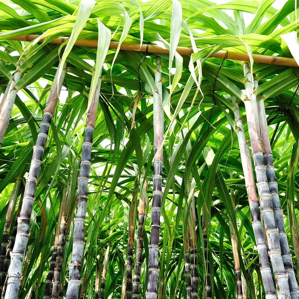 Sugar Cane 2 Sugar Cane - Image 2