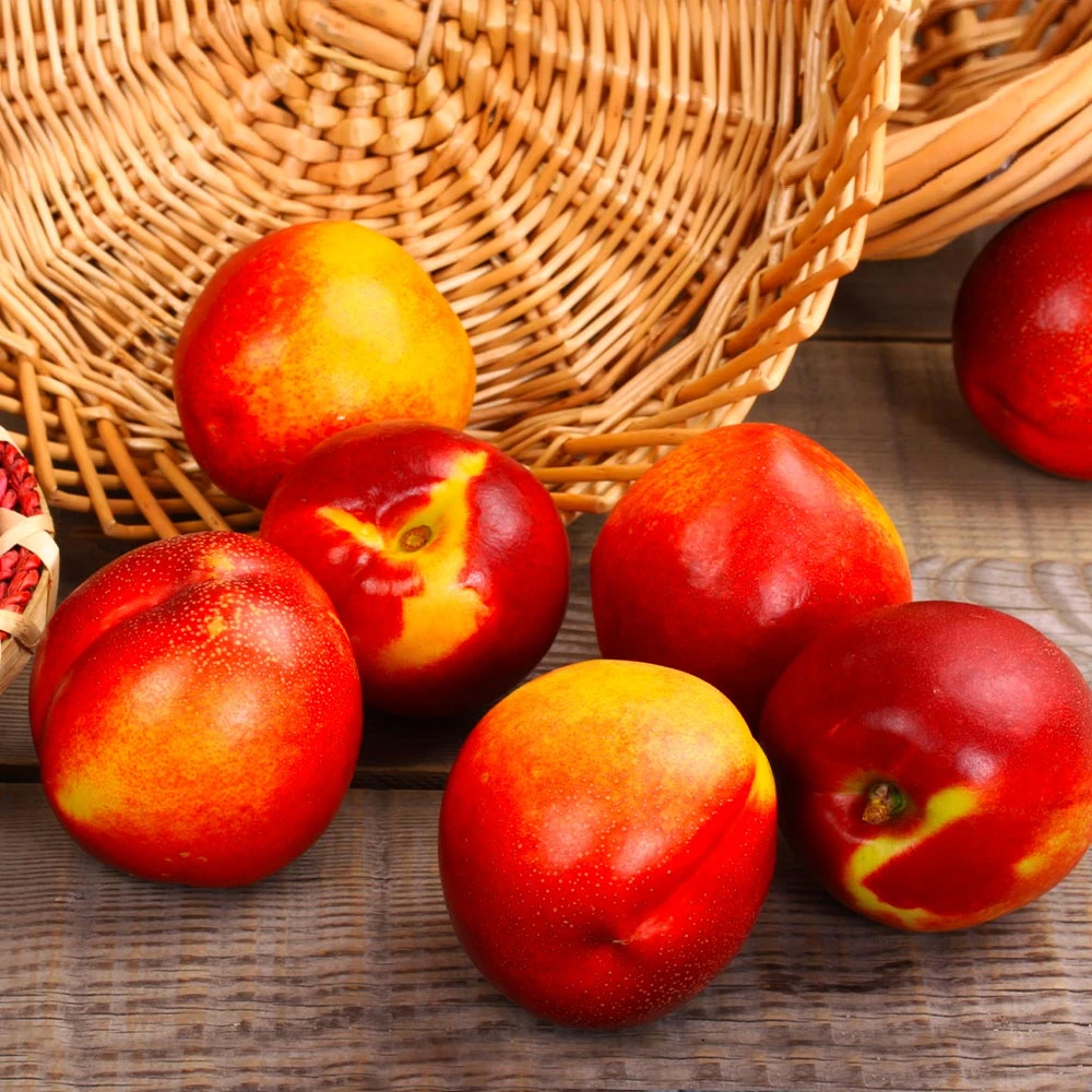 Sunglo Nectarine Tree 3 Sunglo Nectarine Tree - Image 3