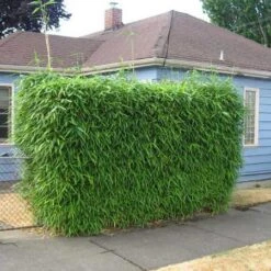 Sunset Glow Bamboo -Flowering Trees Sales Sunset Glow Bamboo 2 450w