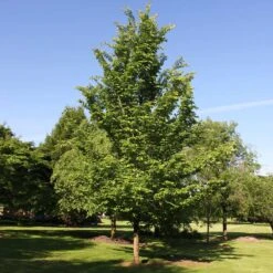 Emerald Sunshine® Elm Tree -Flowering Trees Sales Sunshine Elm 2