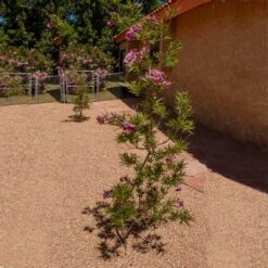Sweet Bubba Seedless Desert Willow -Flowering Trees Sales Sweet Bubba Jone Desert Willow 1