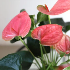 Pink Anthurium 8 Pink Anthurium -Flowering Trees Sales Sweet Dream Pink Anthurium 1