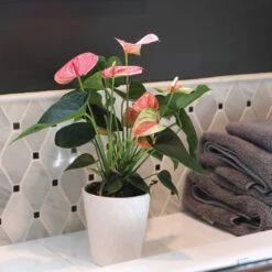 Pink Anthurium 9 Pink Anthurium -Flowering Trees Sales Sweet Dream Pink Anthurium 2