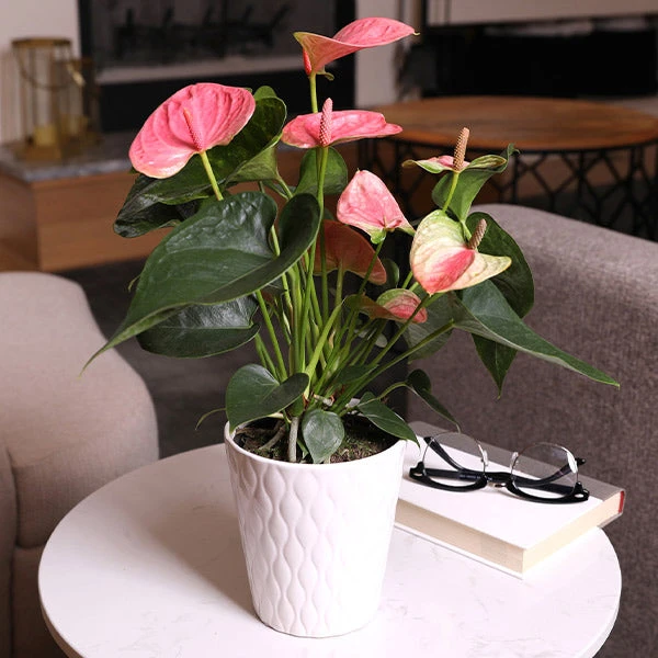 Pink Anthurium 1 Pink Anthurium