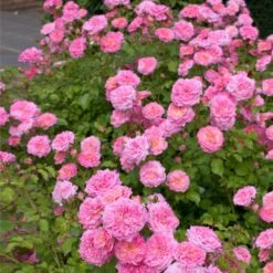Sweet Drift® Rose 5 Sweet Drift® Rose -Flowering Trees Sales Sweet Drift Rose 1