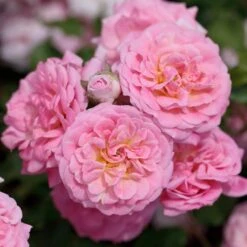 Flowering Trees Sales 26 Flowering Trees Sales -Flowering Trees Sales Sweet Drift Rose 2