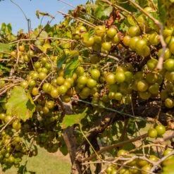 Tara Scuppernong Grape 6 Tara Scuppernong Grape -Flowering Trees Sales Tara muscadine Grapes 1