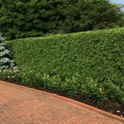 'Techny' Cold Hardy Thuja Tree 5 'Techny' Cold Hardy Thuja Tree -Flowering Trees Sales Techny Thuja 2