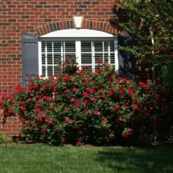 The Grand Champion™ Rose 6 The Grand Champion™ Rose -Flowering Trees Sales The Grand Champion Rose 1