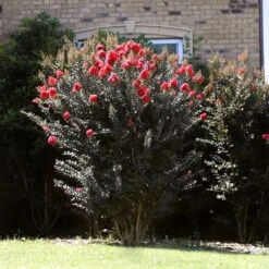 Thunderstruck™ Coral Boom™ Crape Myrtle Tree 7 Thunderstruck™ Coral Boom™ Crape Myrtle Tree -Flowering Trees Sales Thunderstruck Coral Bloom 2