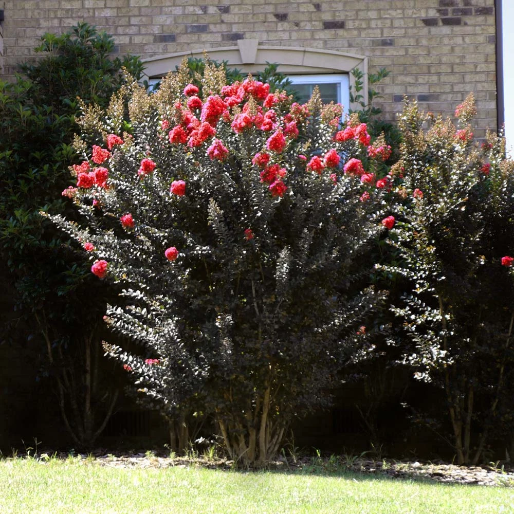 Thunderstruck™ Coral Boom™ Crape Myrtle Tree 4 Thunderstruck™ Coral Boom™ Crape Myrtle Tree - Image 4
