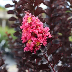 Thunderstruck™ Coral Boom™ Crape Myrtle Tree 5 Thunderstruck™ Coral Boom™ Crape Myrtle Tree -Flowering Trees Sales Thunderstruck Coral Bloom 4
