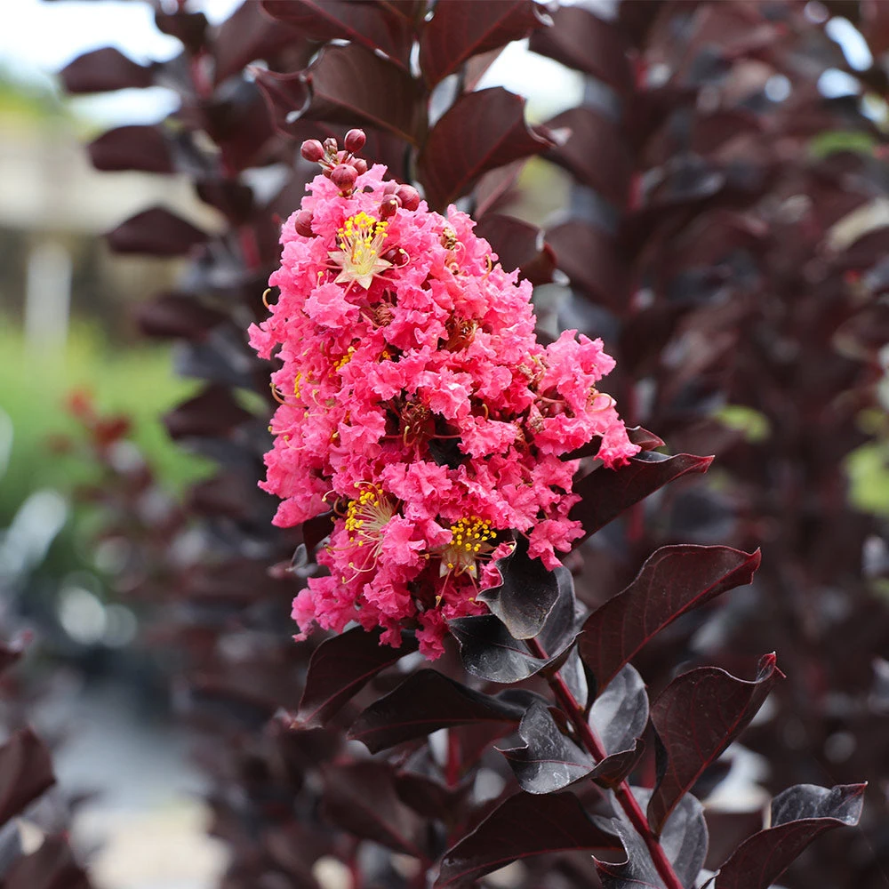 Thunderstruck™ Coral Boom™ Crape Myrtle Tree 2 Thunderstruck™ Coral Boom™ Crape Myrtle Tree - Image 2