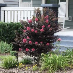 Thunderstruck™ Coral Boom™ Crape Myrtle Tree 6 Thunderstruck™ Coral Boom™ Crape Myrtle Tree -Flowering Trees Sales Thunderstruck Coral Bloom 6