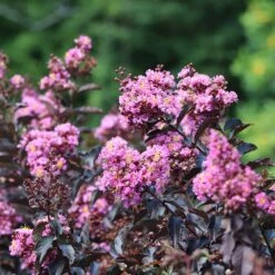 Thunderstruck™ Lavender Blast™ Crape Myrtle Tree 6 Thunderstruck™ Lavender Blast™ Crape Myrtle Tree -Flowering Trees Sales Thunderstruck Lavender Blast 2 FGT
