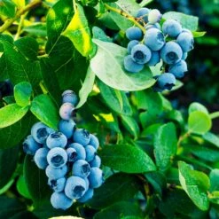 Tifblue Blueberry - USDA Organic 9 Tifblue Blueberry - USDA Organic -Flowering Trees Sales TifBlue Blueberry 1 4abf087f 55f9 47be 9859 69b1a07bf8d8