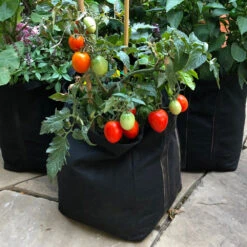 Patio Tomato Garden 7 Patio Tomato Garden -Flowering Trees Sales Tomato Garden kit 1
