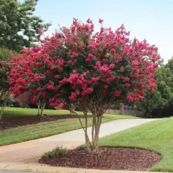 Tonto Crape Myrtle Tree 8 Tonto Crape Myrtle Tree -Flowering Trees Sales Tonto Crape Myrtle 2