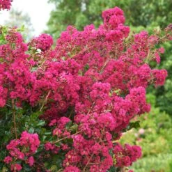 Tonto Crape Myrtle Tree 9 Tonto Crape Myrtle Tree -Flowering Trees Sales Tonto Crape Myrtle 5 FGT
