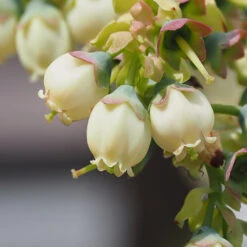 Top Hat Blueberry Bush -Flowering Trees Sales TopHat BLueberry 3