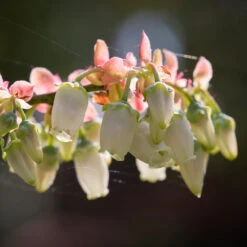 Toro Blueberry Bush - USDA Organic 12 Toro Blueberry Bush - USDA Organic -Flowering Trees Sales Toro Blueberry 3 1cbc3ceb 6262 43bb 917a 490851827d67