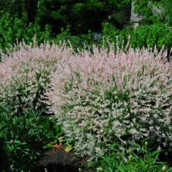 Tri-Color Dappled Willow 8 Tri-Color Dappled Willow -Flowering Trees Sales Tri Color Willow Shrub 2